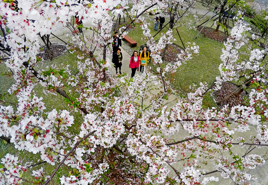 寶山顧村公園