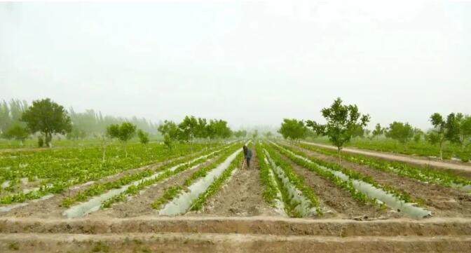 千畝雙膜留香瓜 香飄萬里促增收