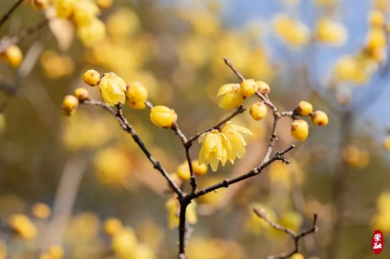 崇明這里的萬(wàn)株蠟梅，開(kāi)！花！啦！