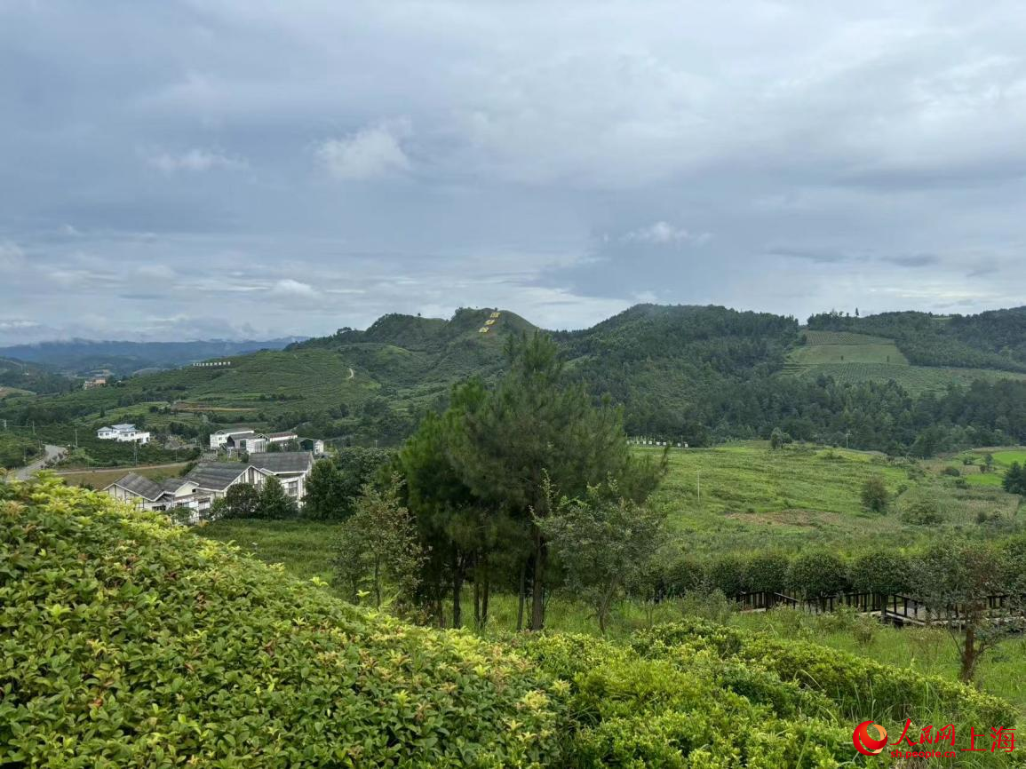 麻江藍(lán)莓種植基地。人民網(wǎng)記者 董志雯